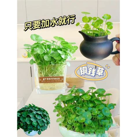 銅錢草陽台|陽台種什麼植物風水好？輕鬆打造開運好風水 